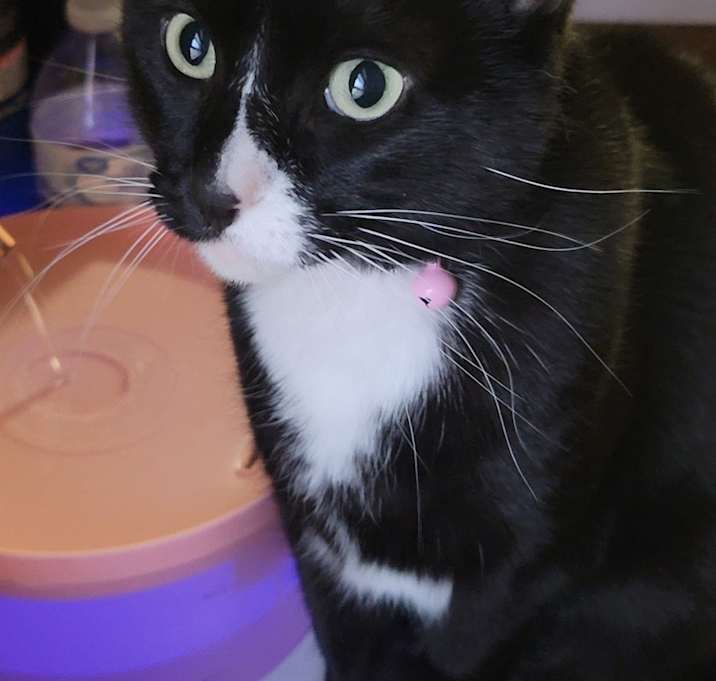 Photo of Midnight
