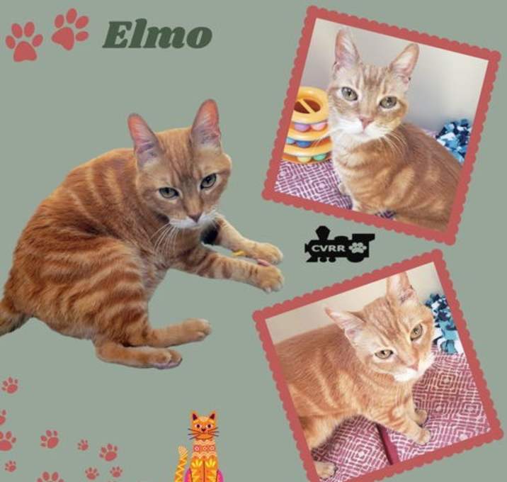 Photo of Elmo (Cat)