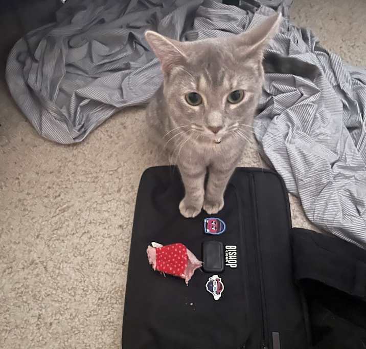 Photo of Cinder