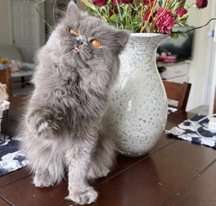Photo of Winston (Paz)