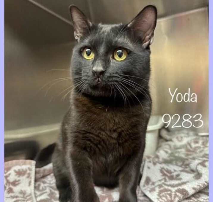 Photo of Yoda (631)