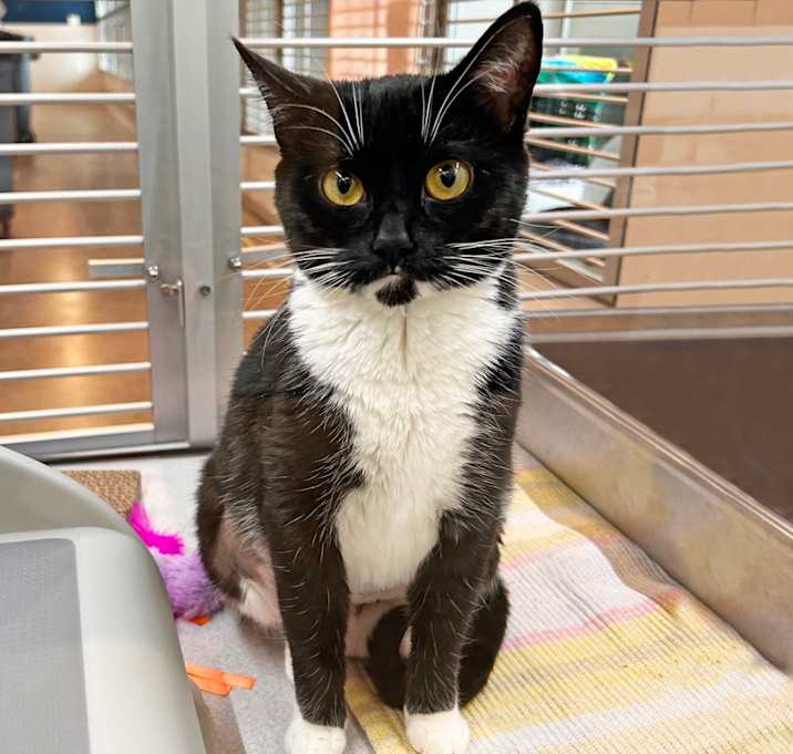 Photo of Jitterbug 