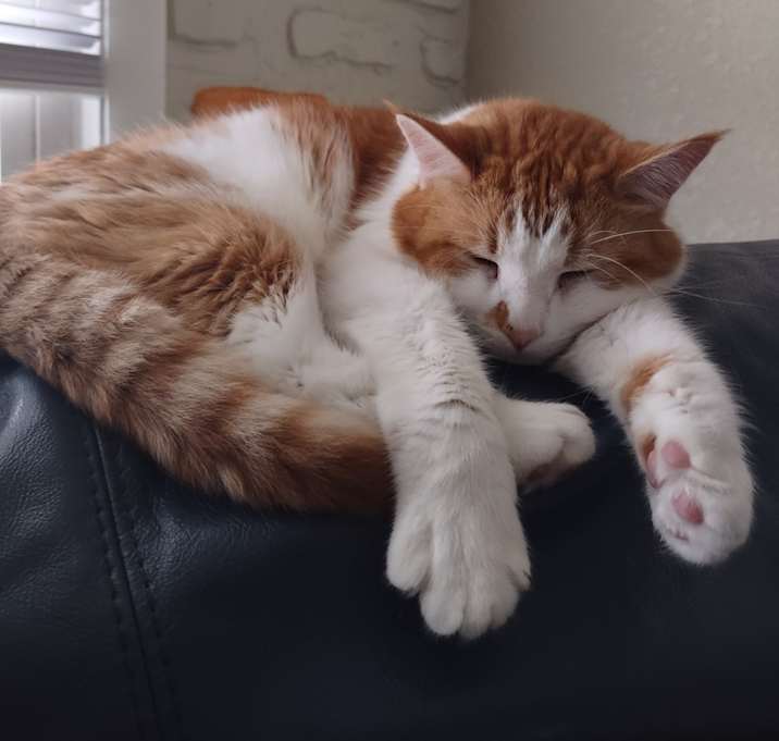Photo of Blaze