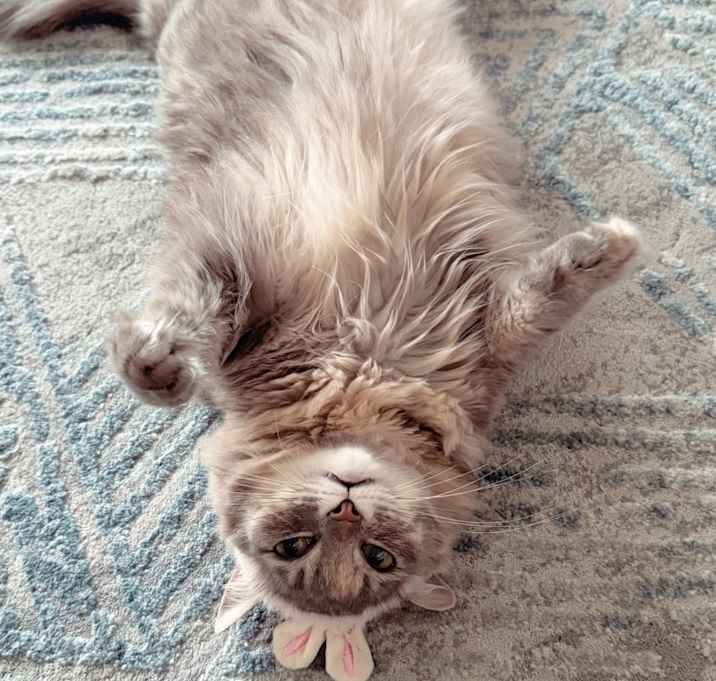 Photo of KittyK