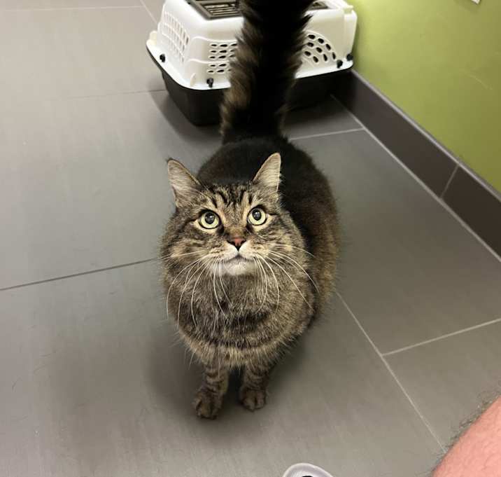 Photo of Goose