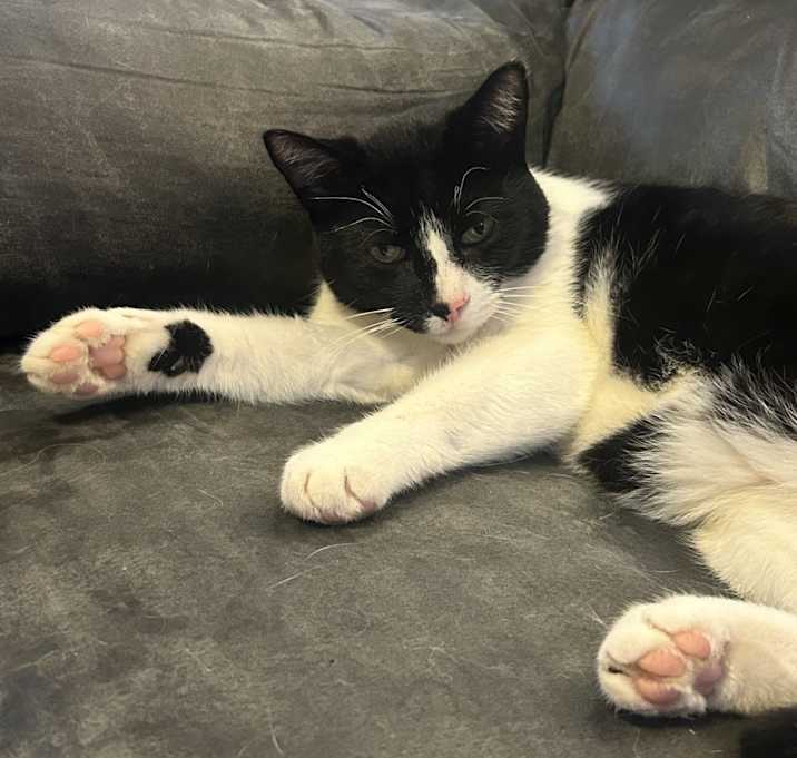 Photo of Yankee