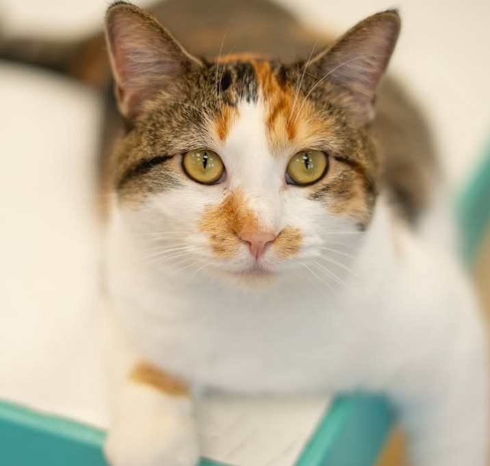 Photo of Cally