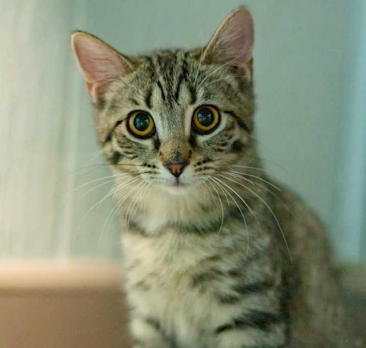 Photo of Nugget