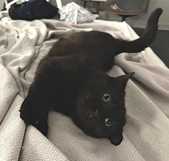 Photo of Lily Rose (I NEED/WANT you!)