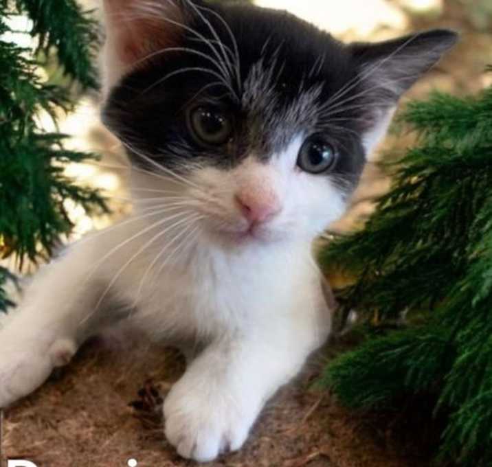 Photo of Domino