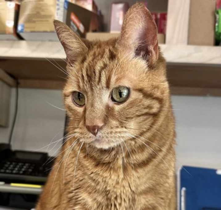 Photo of Cinnamon