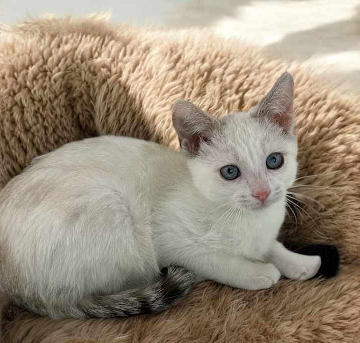 Photo of Sassie