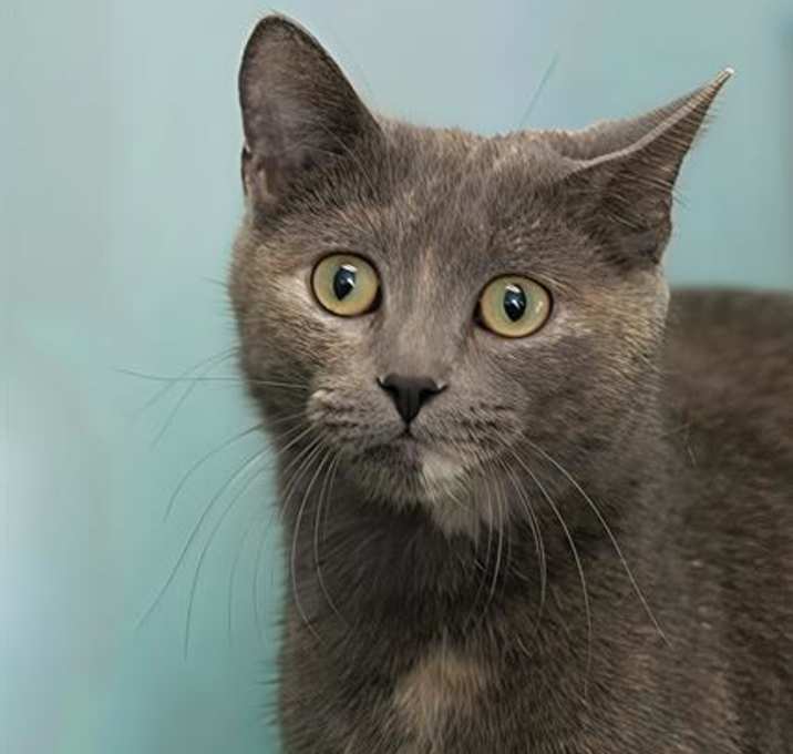 Photo of CELESTE