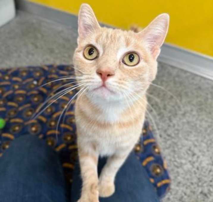 Photo of Chai
