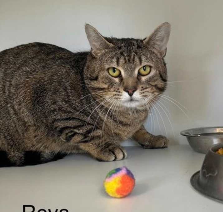 Photo of Reva