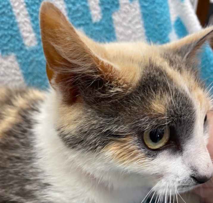 Photo of Cookie