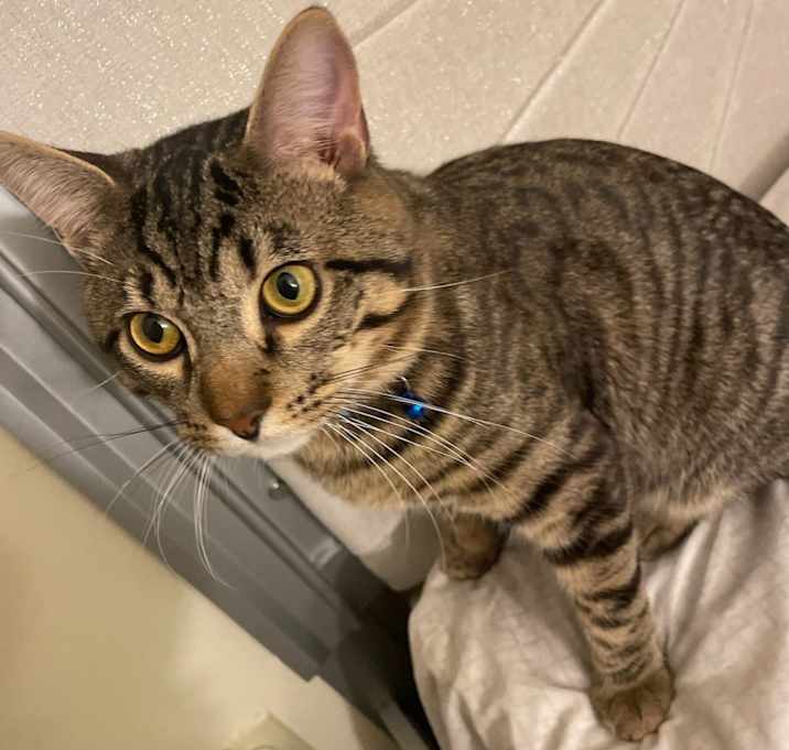 Photo of Simba