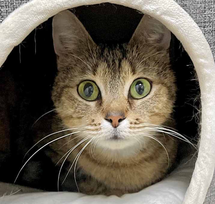 Photo of Meeshka