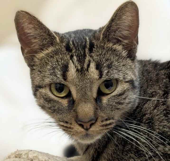 Photo of Shannon - Name Your Own Adoption Fee!
