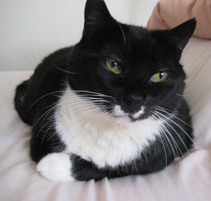 Photo of Sweet Pea