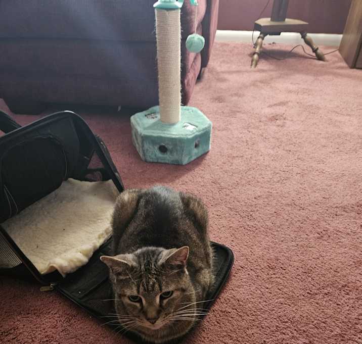 Photo of Toby