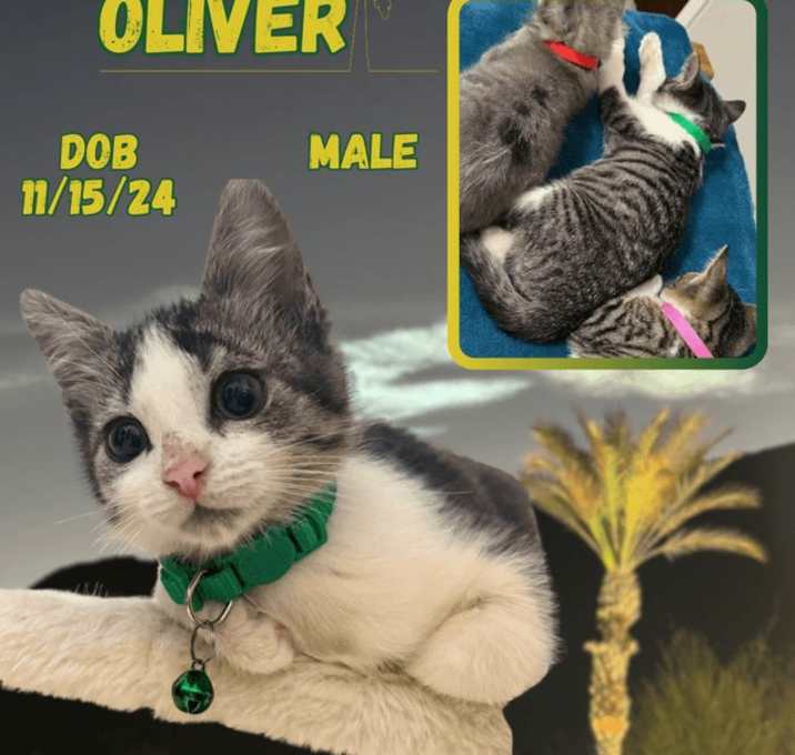 Photo of Oliver