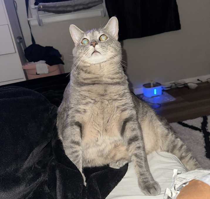 Photo of Milo