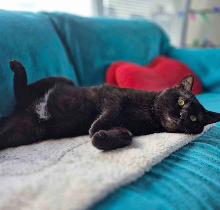 Photo of Nero 