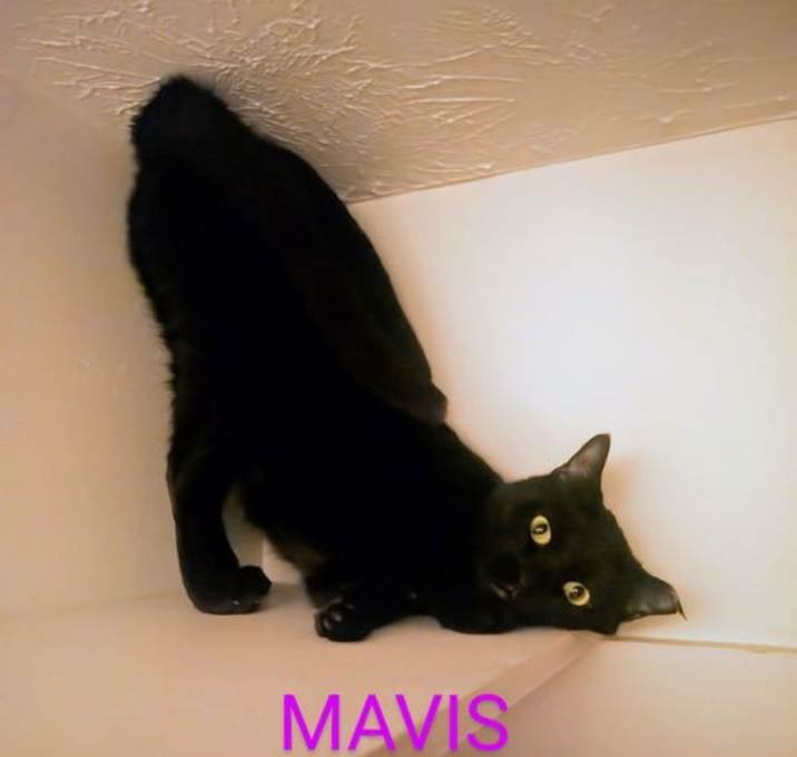 Photo of Mavis
