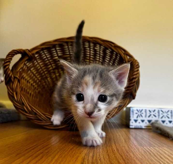 Photo of Suni