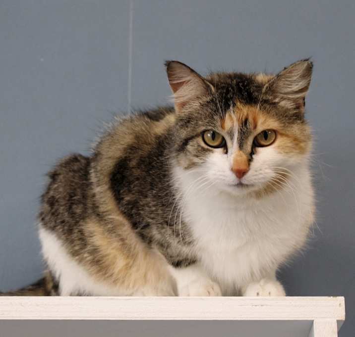 Photo of Pixie