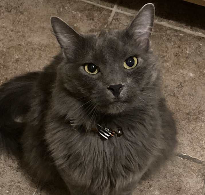 Photo of Slinky