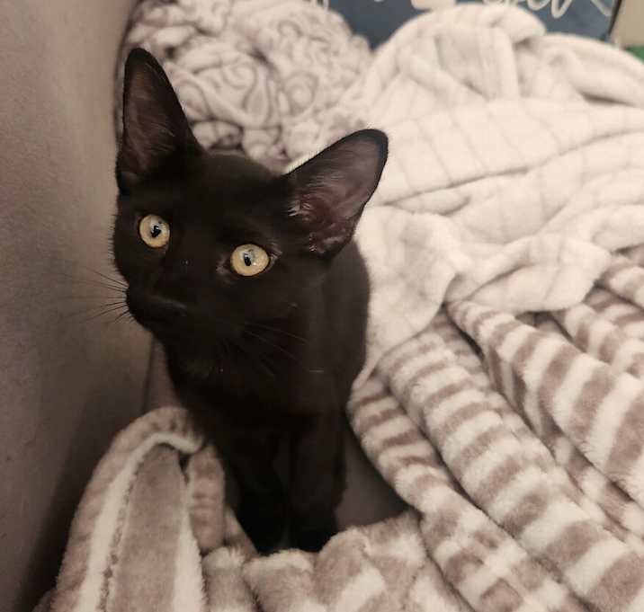 Photo of Maybelline (bonded with L’Oreal/Lionel)