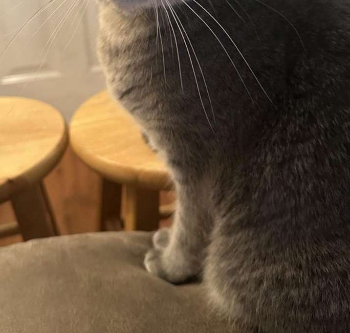 Photo of Niko
