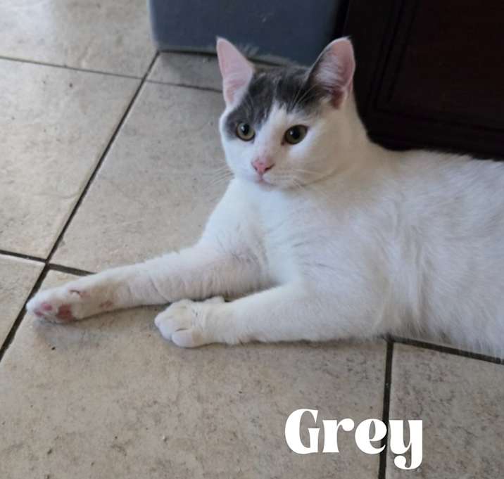 Photo of Grey