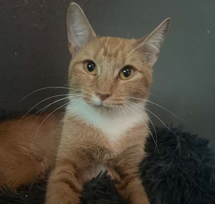Photo of Juniper