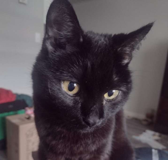 Photo of Loki