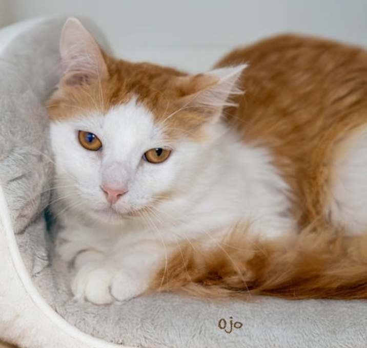 Photo of Ojo