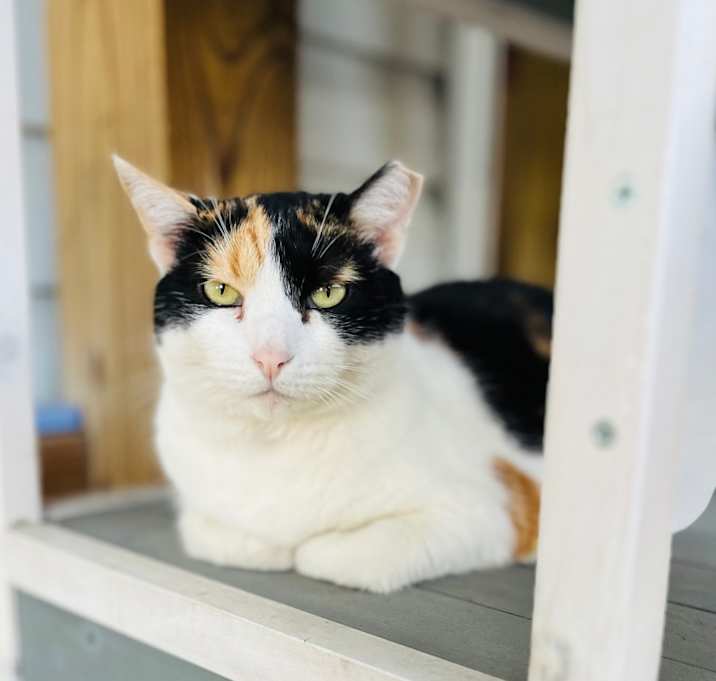 Photo of Gracie