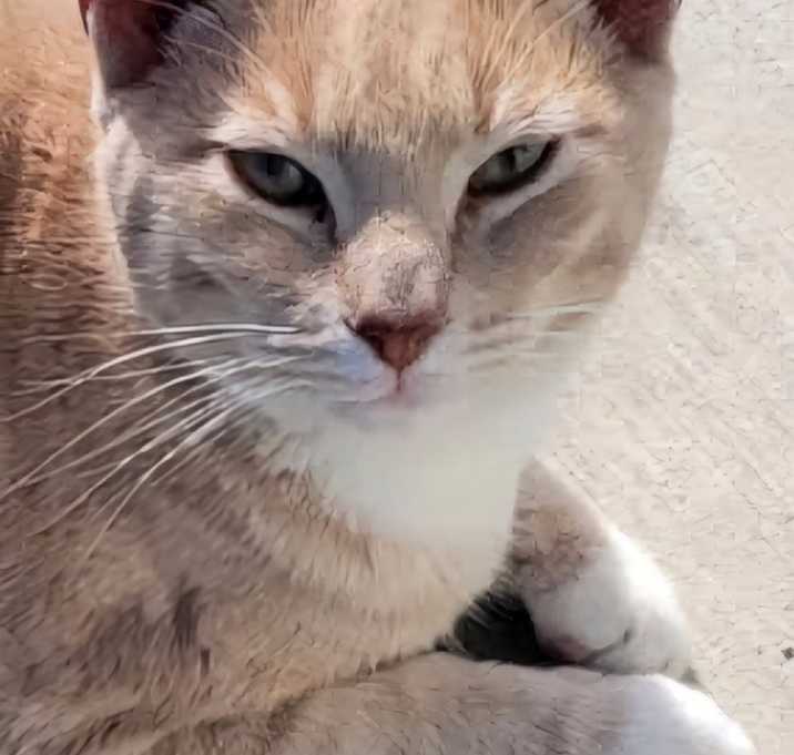 Photo of Moonbeam