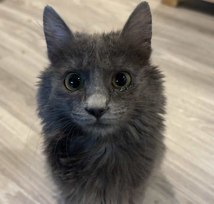 Photo of Jessy (part Persian)