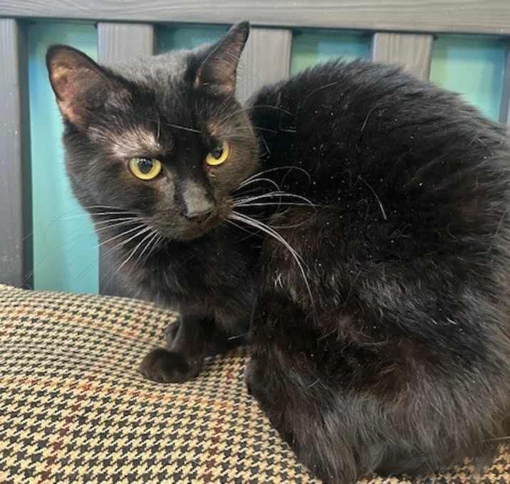 Photo of Gypsy