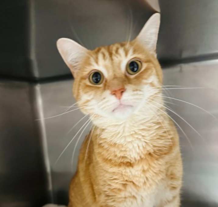 Photo of Peanut (Cat Cafe)