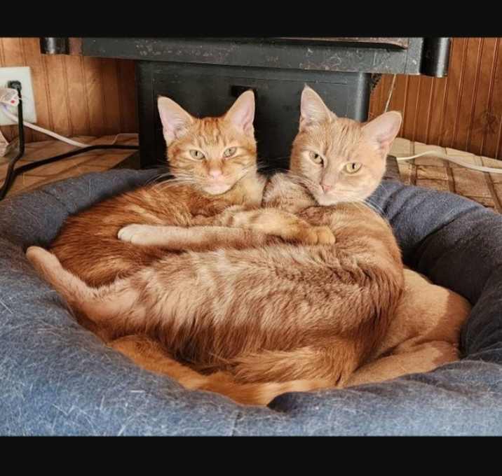 Photo of Princess Peach 