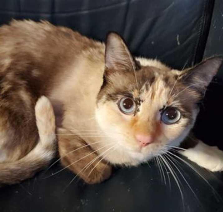Photo of Celeste