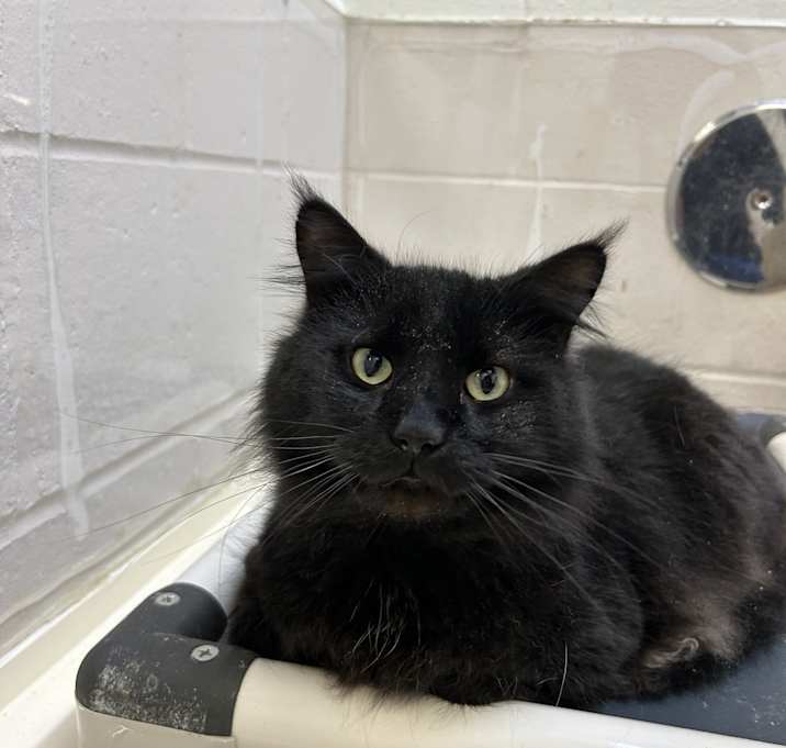 Photo of Salem