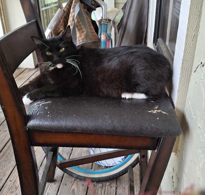 Photo of Luna Lu