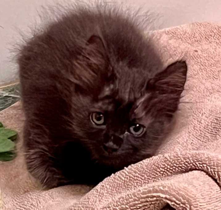 Photo of Fuzzy Wuzzy