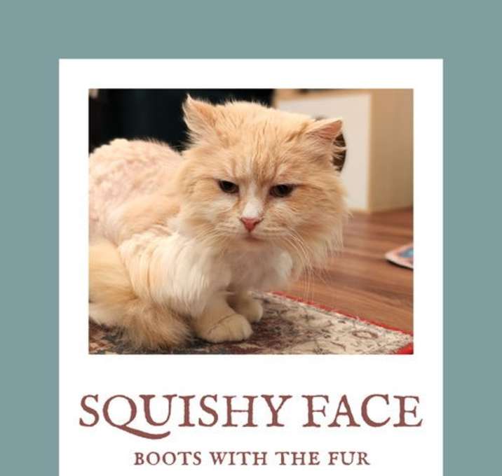 Photo of Squishy Face