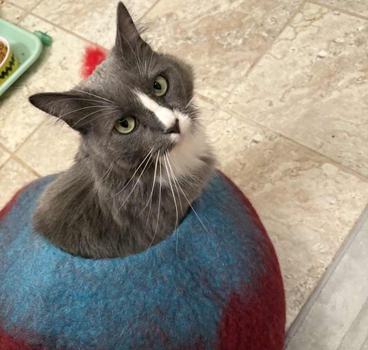Photo of Luna